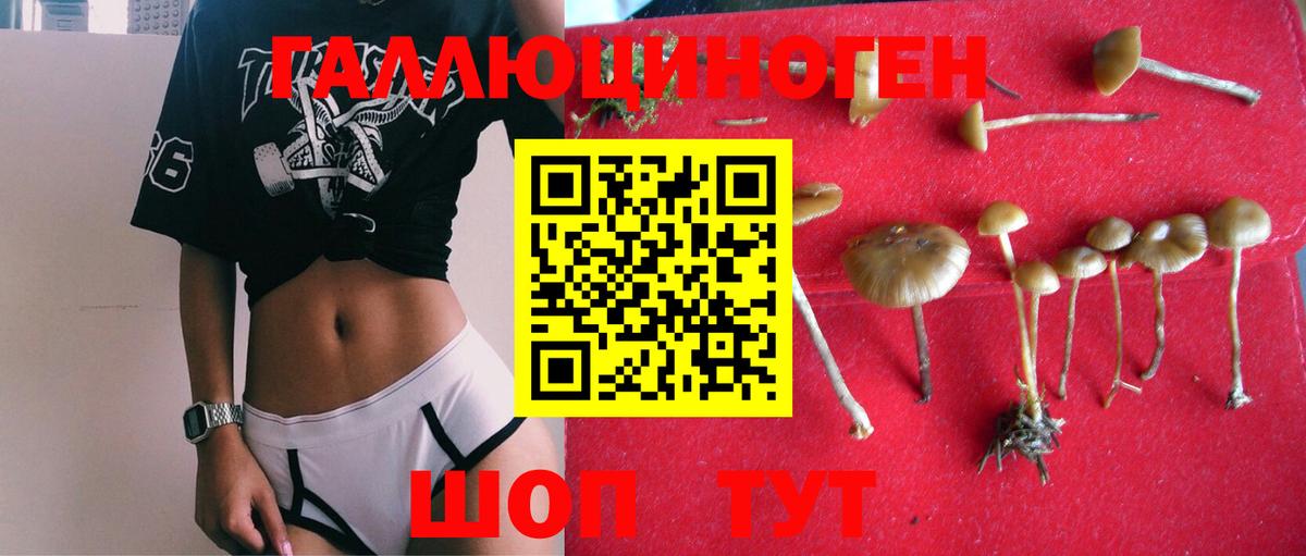 Псилоцибиновые грибы Psilocybe  где найти   Великий Устюг  Вход с VPN 